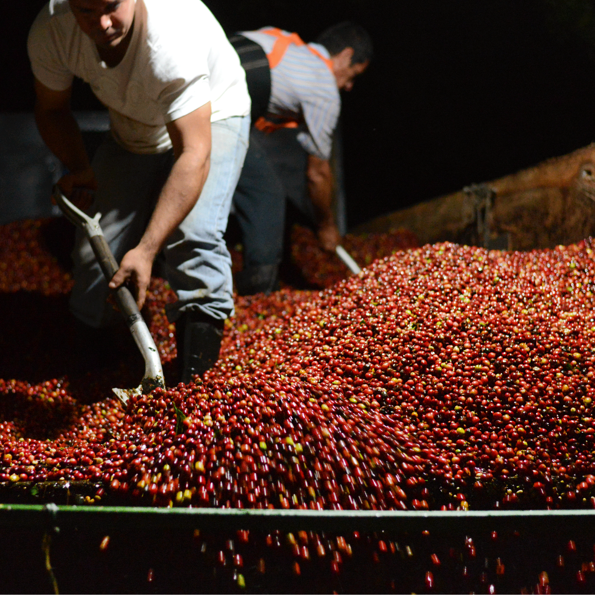 Two men shoveling fresh picked coffee cherries