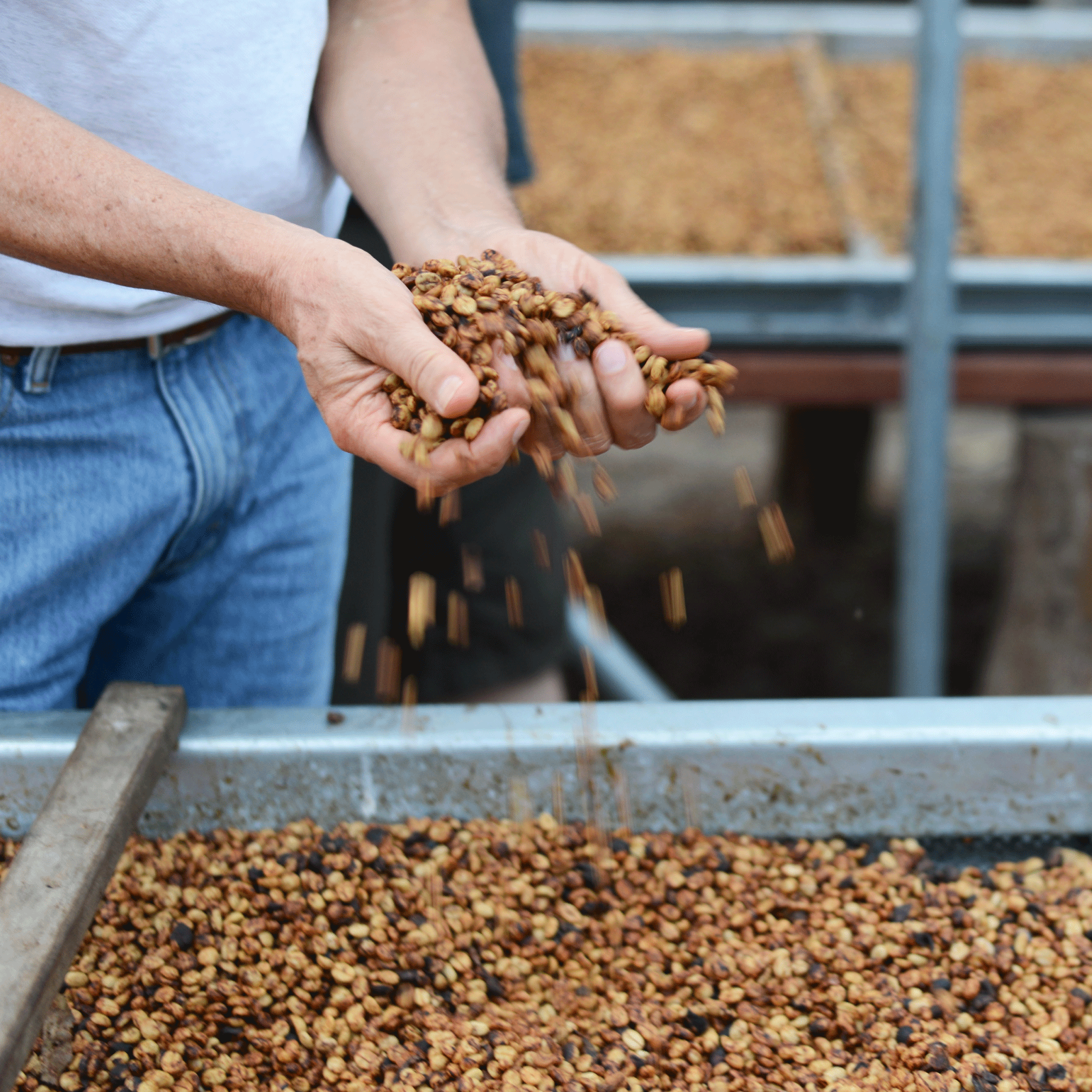 A man holding un-roasted coffee beans in his hands