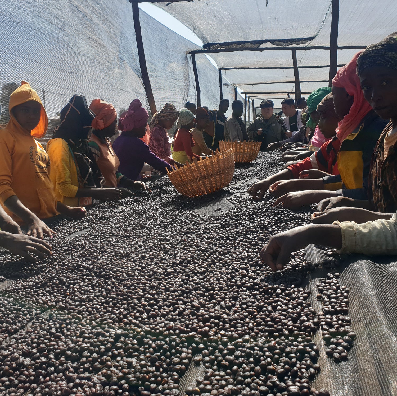 Ethiopia Guji Decaf – Montana Coffee Traders