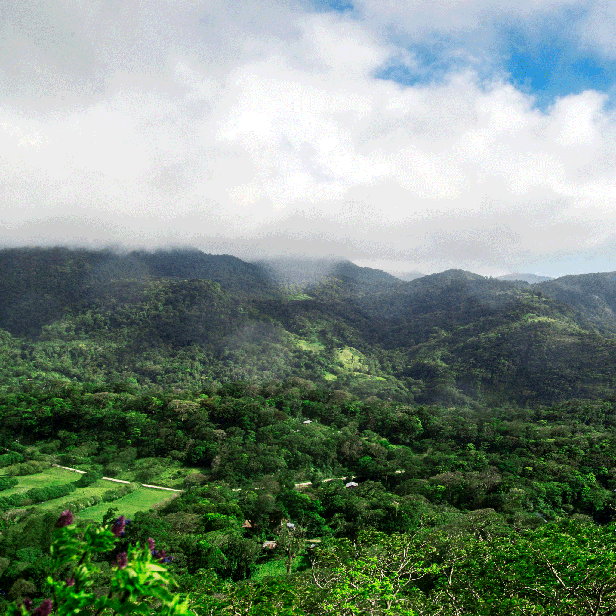 A lush green tropical forest and a partly cloudy blue sky